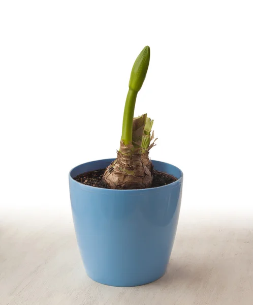 Bud Hippeastrum in pot — Stockfoto