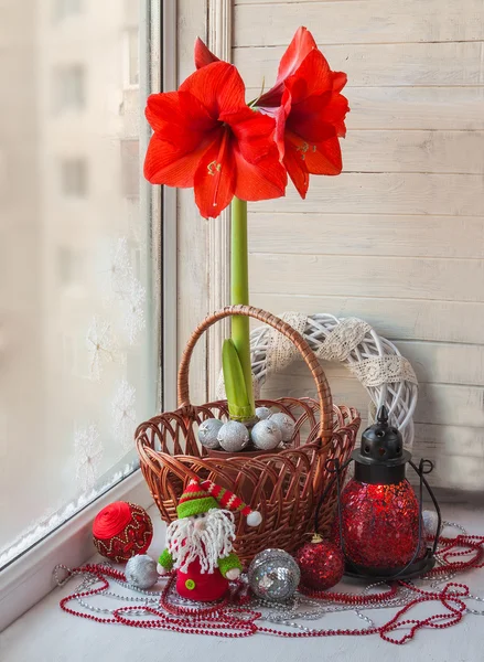 HIPPEASTRUM i świąt Bożego Narodzenia ozdoba — Zdjęcie stockowe