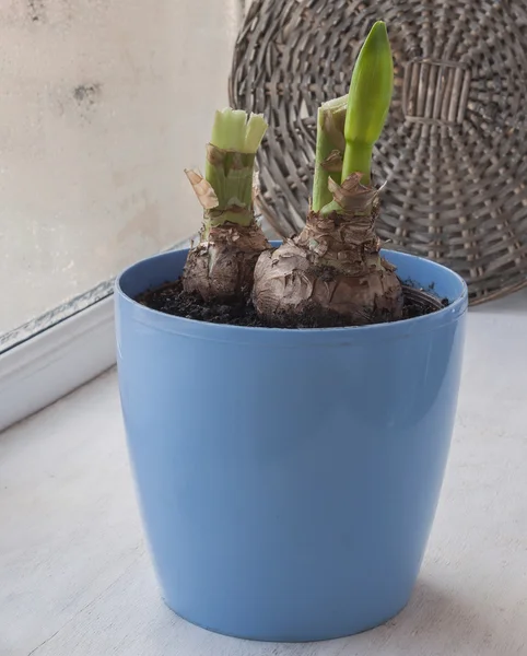 De stengel met een bud Hippeastrum — Stockfoto