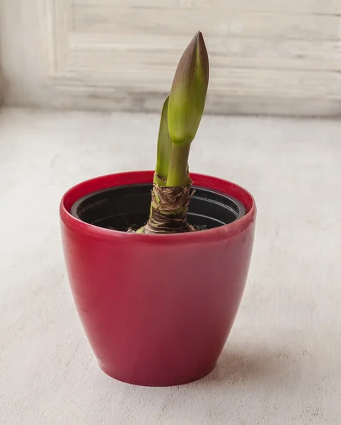 Bud Hippeastrum in pot — Stockfoto