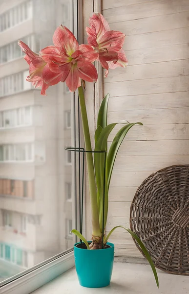 Rosafarbener Doppelhippeastrum — Stockfoto