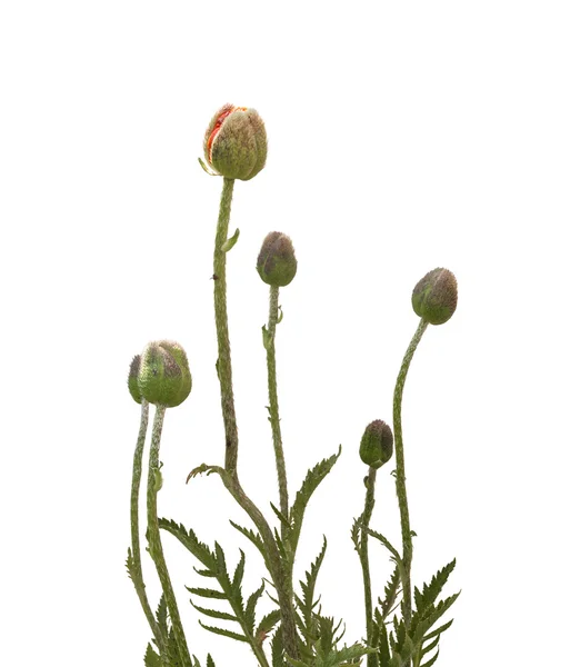 Papaver orientale (orientalischer Mohn)) — Stockfoto