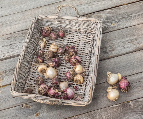 Hyacinthe bulbes dans un panier en osier — Photo