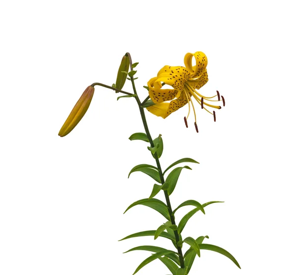 Asiatic yellow lily — Stock Photo, Image