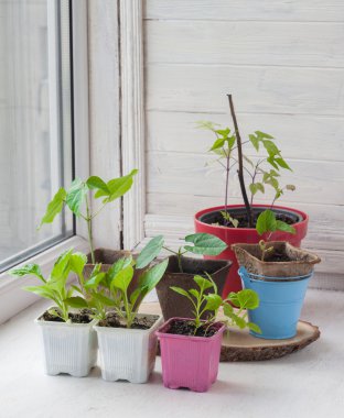 Dekoratif liana büyüyen fidan