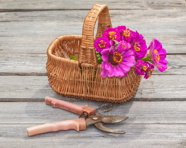 Bouquet of pink zinnias — Stock Photo, Image