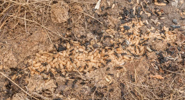 Ants save larvae