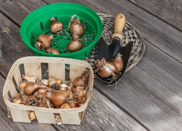 Körbe mit Narzissen auf altem Tisch — Stockfoto