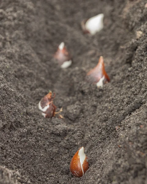 Planting tulip bulbs — Stock Photo, Image