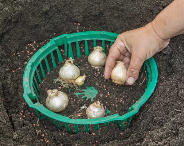 Female hand planting hyacinth bulbs — Stock Photo, Image