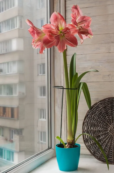 Pink double Hippeastrum — стокове фото