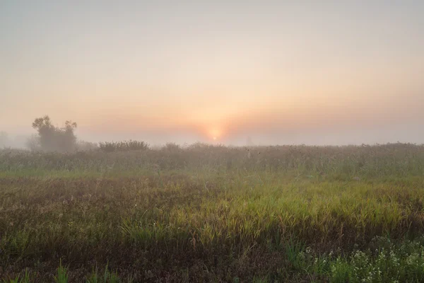 Morning fog over meadow — Stock Photo, Image