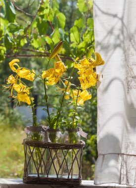 Sarı Lilyum Citronella
