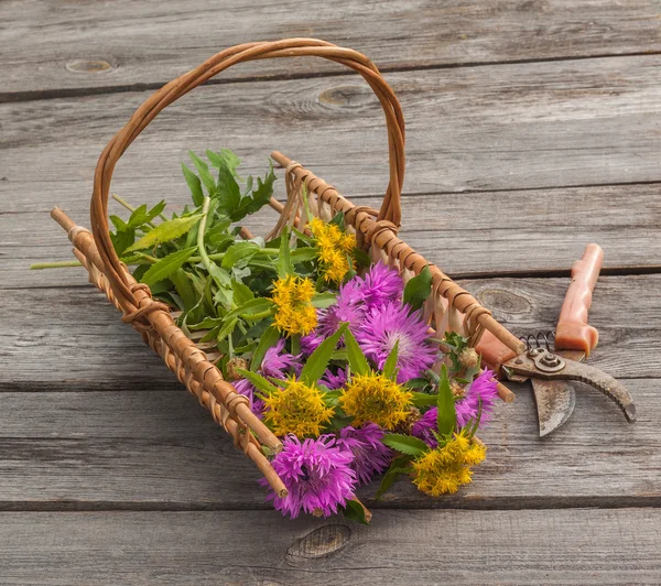 Sedum e fiordalisi in un cestino — Foto Stock