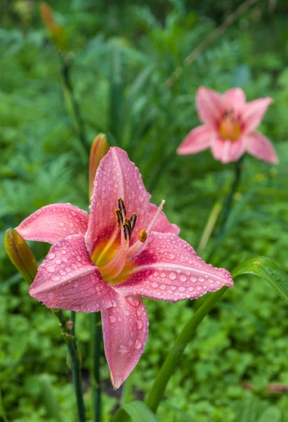 Pink daylily in drops of dew — Stock Photo, Image