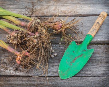 Glayöl soğanları ve kürek