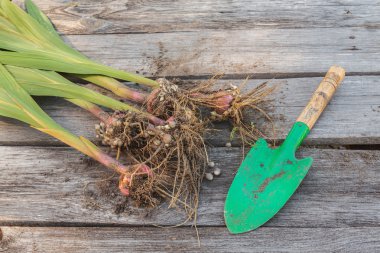 Glayöl soğanları ve kürek