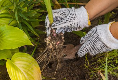 El kadar Glayöl digs