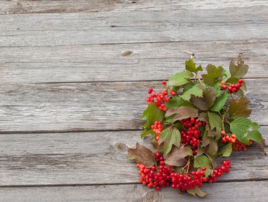 Guelder rose berries
