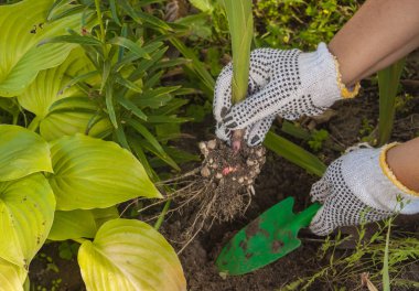 El kadar Glayöl digs