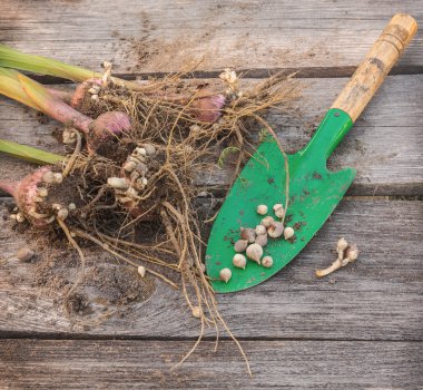 Glayöl soğanları masada