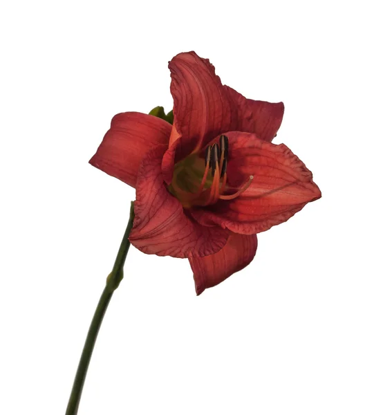 Λουλούδι μωβ hemerocallis — Φωτογραφία Αρχείου