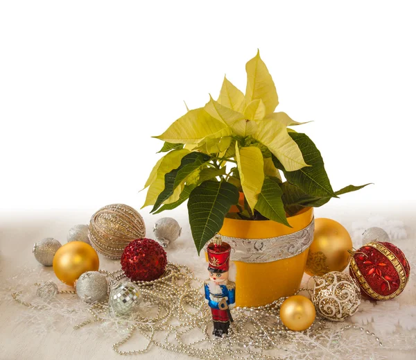 Yellow Poinsettia plant — Stock Photo, Image