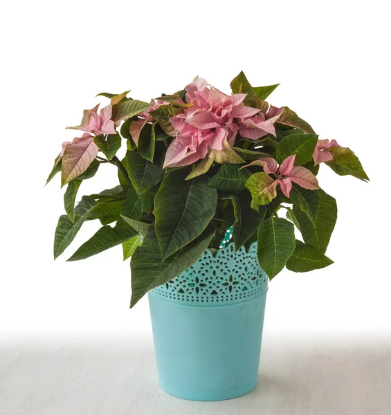 Pink  poinsettia in pot — Stock Photo, Image