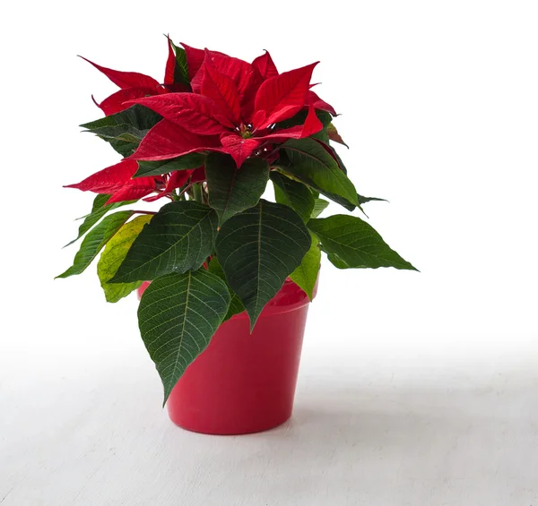 Red poinsettia in pot — Stock Photo, Image