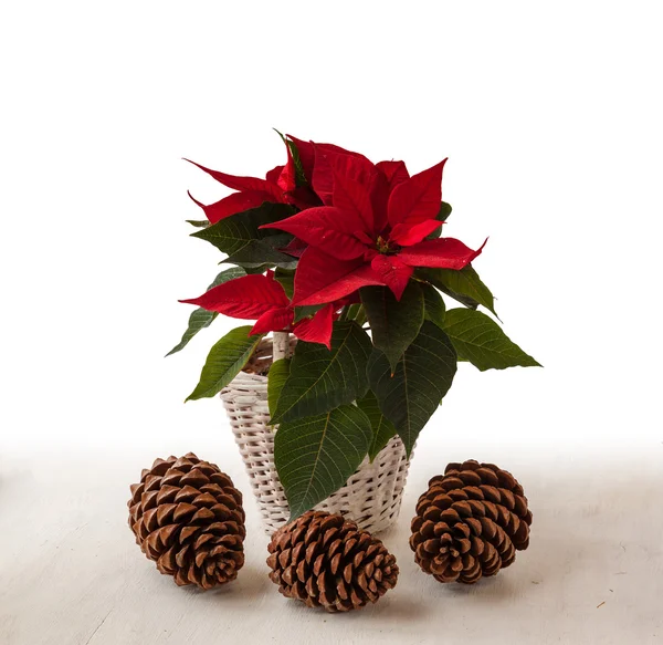 Red poinsettia  and pine cones — Stock Photo, Image