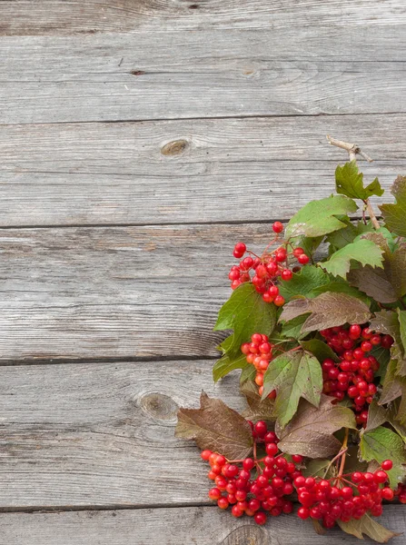 Guelder rose berries — Stok Foto