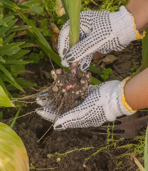 Hand digs up gladiolus — Stock Photo, Image