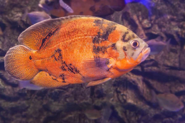 The Oscar (Astronotus ocellatus) Stock Picture