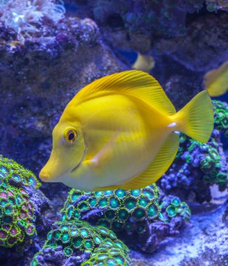 Zebrasoma Flavescens sarı tang