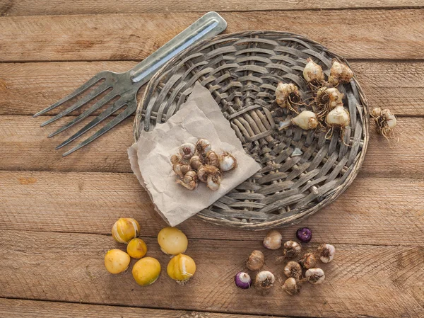 Bulbos de flores na mesa — Fotografia de Stock