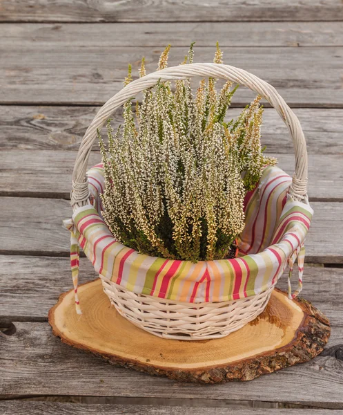 White heather in a basket — Stock Photo, Image