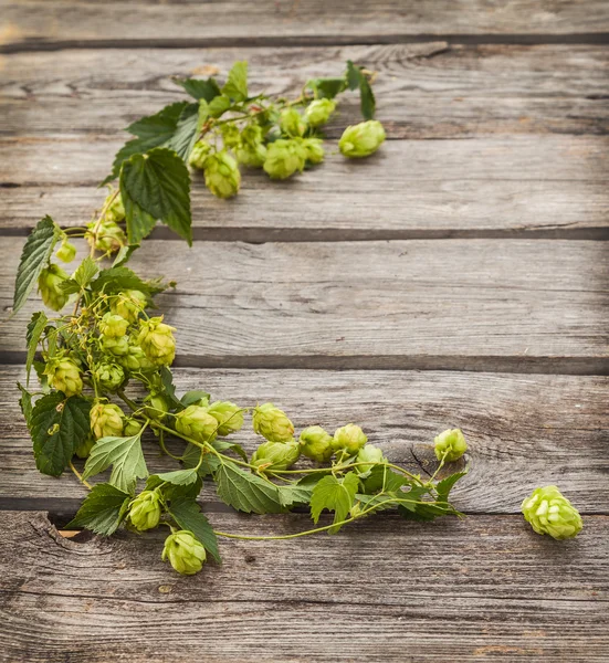 Zweig frischer Hopfen — Stockfoto