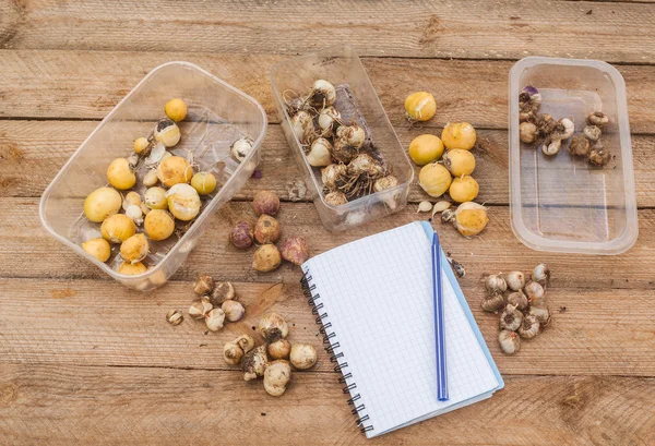 De bollen van Lentebloemen — Stockfoto