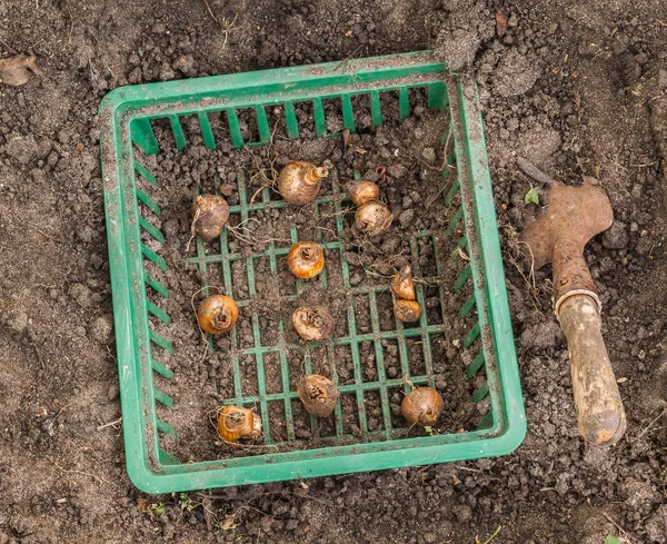 Daffodils bulbs in the basket — Stock Photo, Image