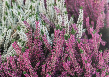 Pembe ve beyaz heather