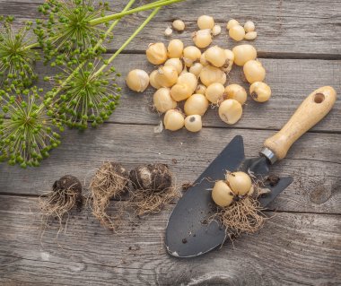 Ampuller Allium aflatunense