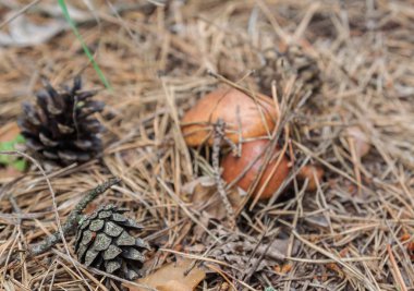 mantar suillus luteus 