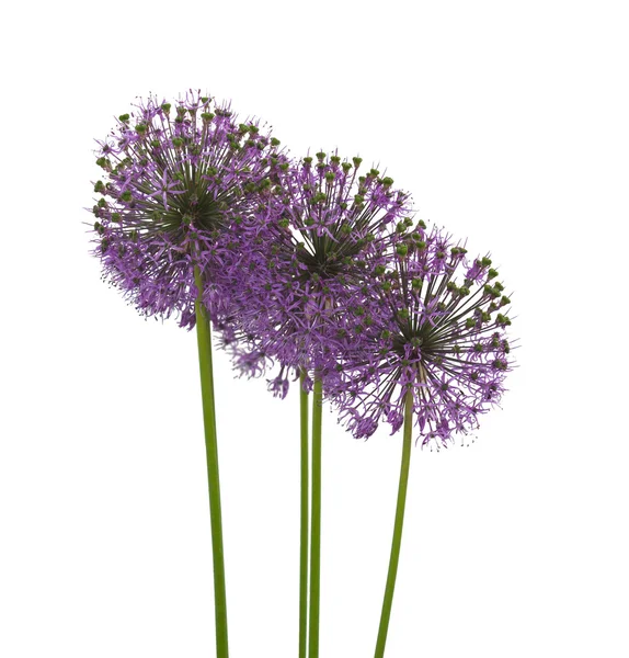 Lila Allium blommor — Stockfoto