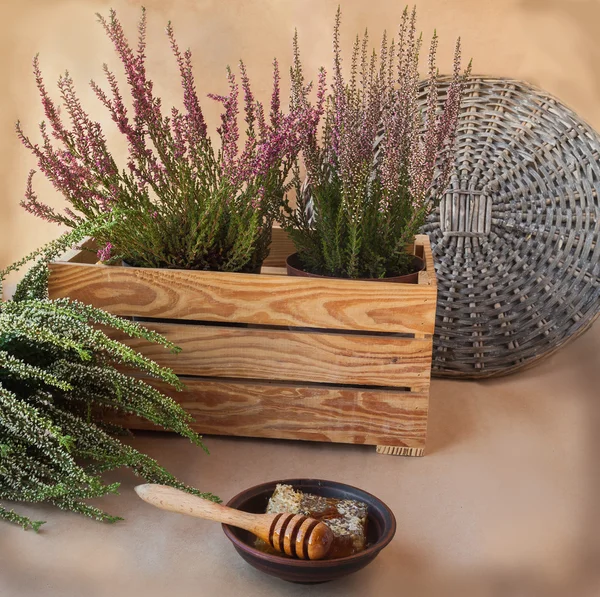 Heather honing en bloemen — Stockfoto