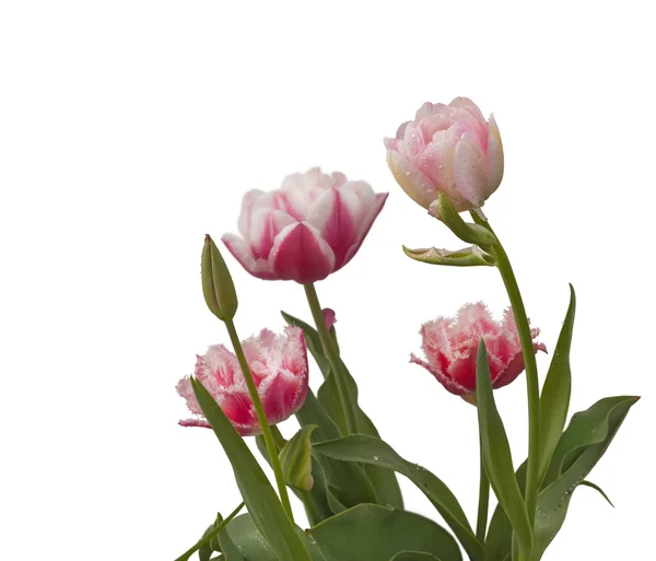 Ferske røde og hvite tulipaner – stockfoto