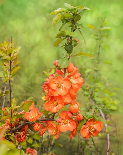 Kwitnący Pigwa japońska — Zdjęcie stockowe