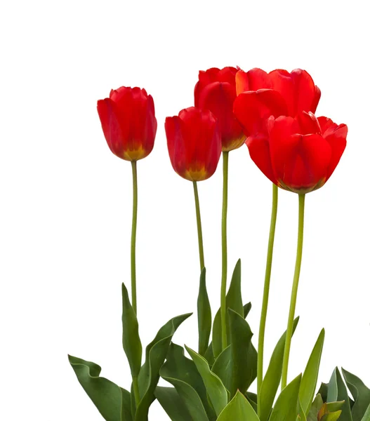 Fresh red tulips — Stock Photo, Image