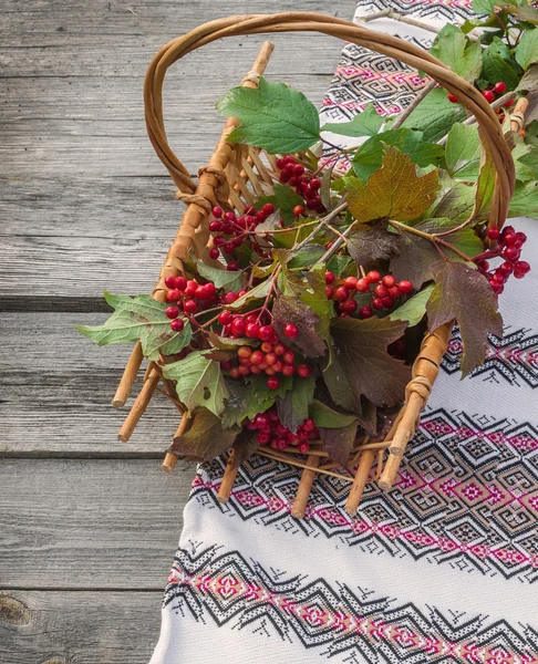 Guelder rose w koszyku — Zdjęcie stockowe