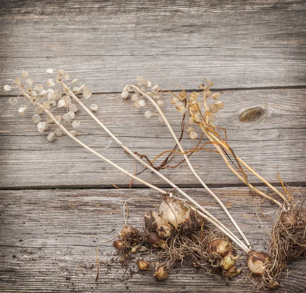 Muscari bollen op tafel — Stockfoto