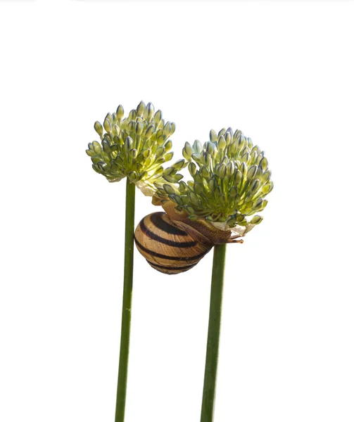 Schnecke auf dem blauen Alliumfluss — Stockfoto